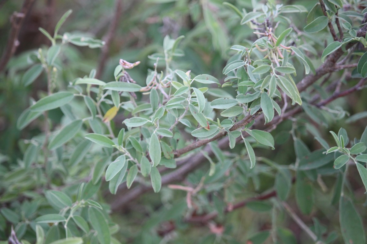 Indigofera oblongifolia Forssk.